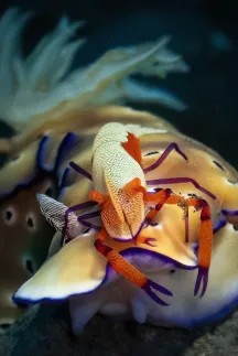 Nudibranches